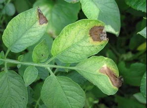 马铃薯病虫损失挽回计算,如何减轻马铃薯病虫害所带来的经济损失？