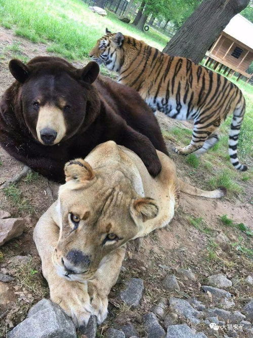 狮子男怎么挽回别人,如何让狮子男重新爱上你