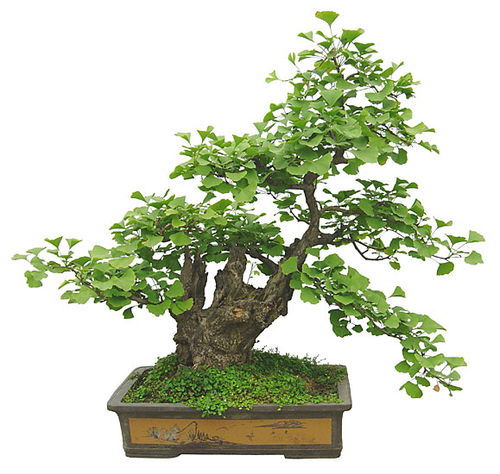 盆景黄叶怎么挽回,如何救回盆景的黄叶