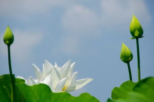 属相分手怎么挽回,属相分手如何挽回