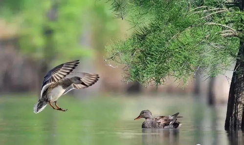 被人类挽回的鸟,人类拯救濒危鸟类，成功还原生态平衡。