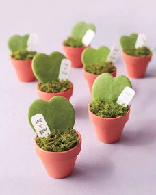 男生求挽回送盆栽,挽回女友送盆栽，男生心意绵绵