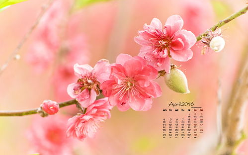 挽回桃花的最佳方法,如何有效挽回桃花？