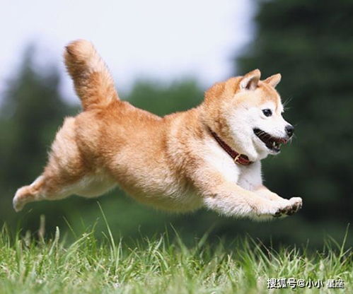 想挽回前任的生肖,如何赢回前任（狗）？