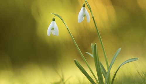 勇敢挽回旧情的生肖,生肖重燃爱火，成功挽回前任