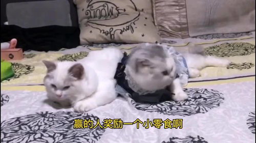 怎样挽回小白羊,如何成功挽回小白羊