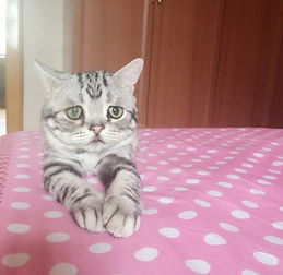 怎样挽回猫咪的心，如何让失望的猫咪重新喜欢你