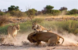 如何挽回出轨狮子男,如何成功挽回出轨狮子男