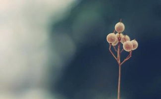 挽回友情的佛牌,如何修复破裂的友情