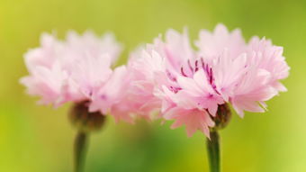 挽回期的早安问候,挽回期的美好日快乐