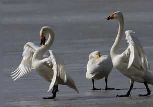 白天鹅情感挽回,挽回爱情，教你成为白天鹅。