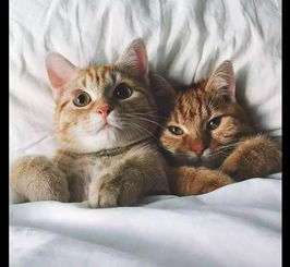 怎么挽回猫猫的心,挽救失落的猫咪心情