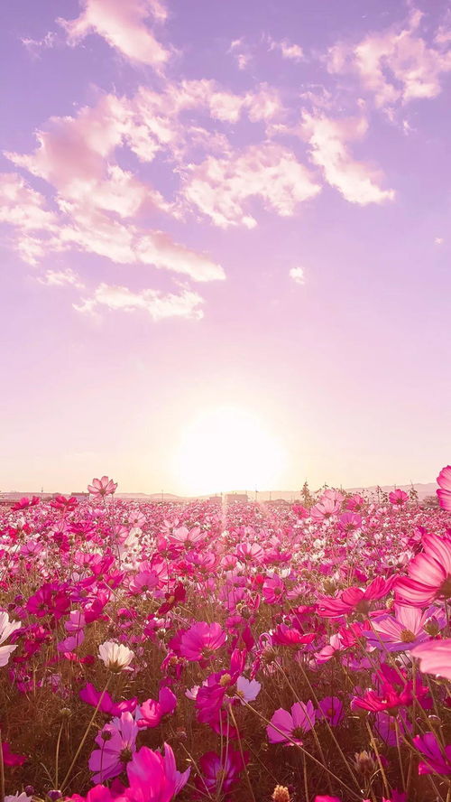 花镇的挽回案例,失落花镇的逆袭：挽回感情成功