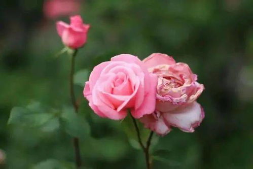 有什么办法挽回玫瑰,挽救失落爱情：玫瑰归来