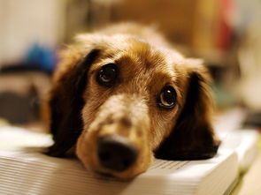 狗得肿瘤怎么挽回,如何治疗患有狗肿瘤的宠物？
