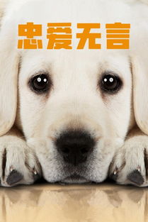 如何挽回狗狗的心,重新建立与宠物狗的感情