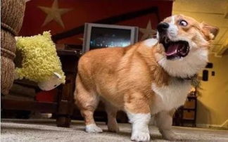 如何挽回狗狗害怕心理,挽回狗狗恐惧，轻松易行