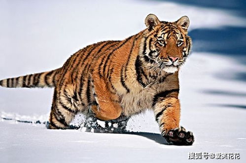 属虎的人挽回爱情,属虎人的爱情挽回秘籍