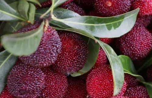 草莓晶可以挽回嗎,草莓晶退货能否解决？