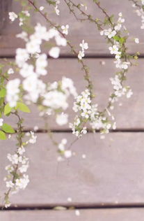 次第花开情感挽回机构，花开花落情感挽回，次第重生新生活。