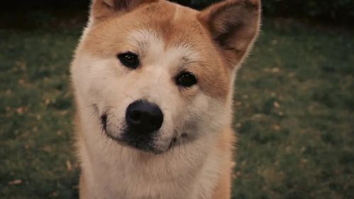 穿越重生挽回忠犬,重生后的挽回故事：忠犬的回归