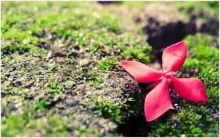 西安情感挽回花臻,西安挽回爱情：花臻的秘密