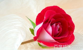 挽回女友送红玫瑰,用红玫瑰挽回女友的爱