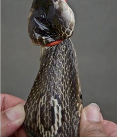 男蛇挽回属龙女,男蛇用心博得属龙女心，细节扣人心弦