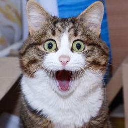 怎么挽回猫猫的心,挽救失落的猫咪心情