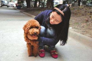 熊二挽回女朋友,熊二成功挽回女友