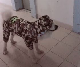 挽回不了的配图,狗狗跳进洗衣机，疯狂旋转四分钟新标题：小狗奇幻之旅