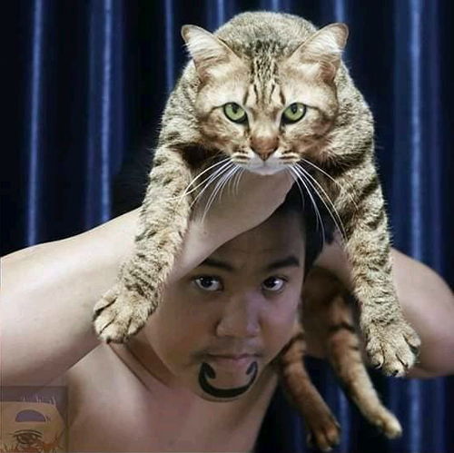 蟑螂教你如何挽回形象，利用蟑螂经验修复形象。