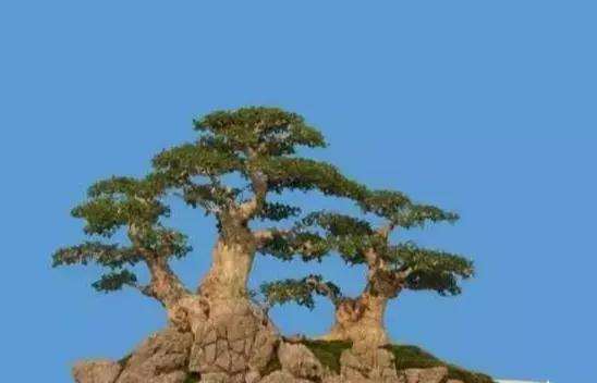 对节白蜡挽回方法,如何用具体措施挽回白蜡节？