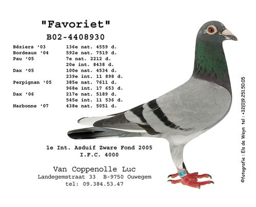 挽回鸽子的最好方法,如何成功挽回你的鸽子？