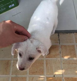 怎么挽回可怜的小狗,如何拯救可怜的小狗：挽救方法分享