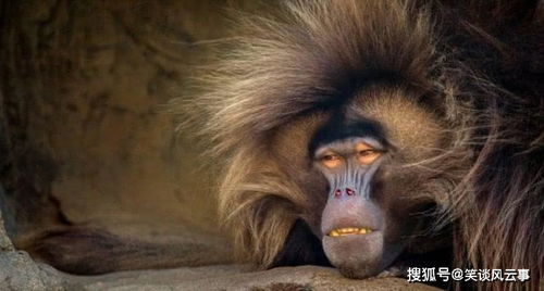 怎么挽回狮子男喜欢,如何挽回狮子男的心？