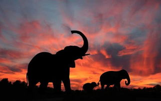 狮子男分手如何挽回,挽回狮子男的心,