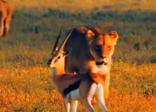 狮子男认错挽回感情,如何挽回狮子男的感情