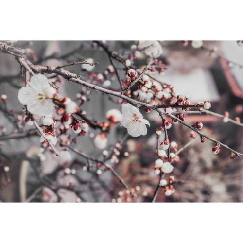 情感挽回炽热爱情,重燃爱火：挽回失去的爱情