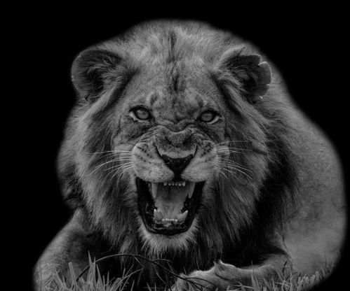 怎么挽回狮子男性格,如何挽回狮子男的心？