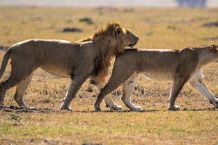 挽回狮子男文章结局,如何正确挽回你的狮子男