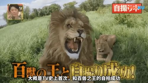 骗了狮子男如何挽回,挽回狮子男的有效策略