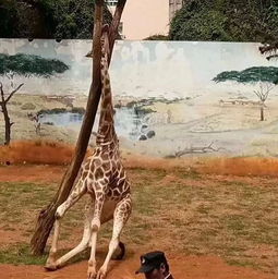 无力挽回狮子林,狮子林失去无法挽回