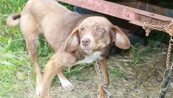 狗狗不亲怎么挽回,如何让狗狗更亲人？