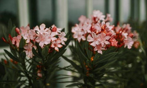 花镇情缘情感挽回,重拾花镇旧爱，情系情缘