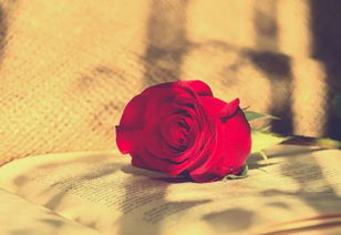 最后我还是没能挽回你，失去你，再也没有回头路