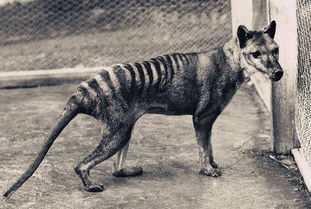 自我挽回羊群的感悟,如何自救：重塑失衡羊群