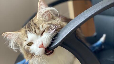 怎么挽回天猫商家,重新赢回天猫商家：实用建议